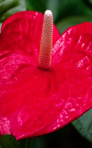 Preview wallpaper anthurium, flower, petal, leaves, plant, macro