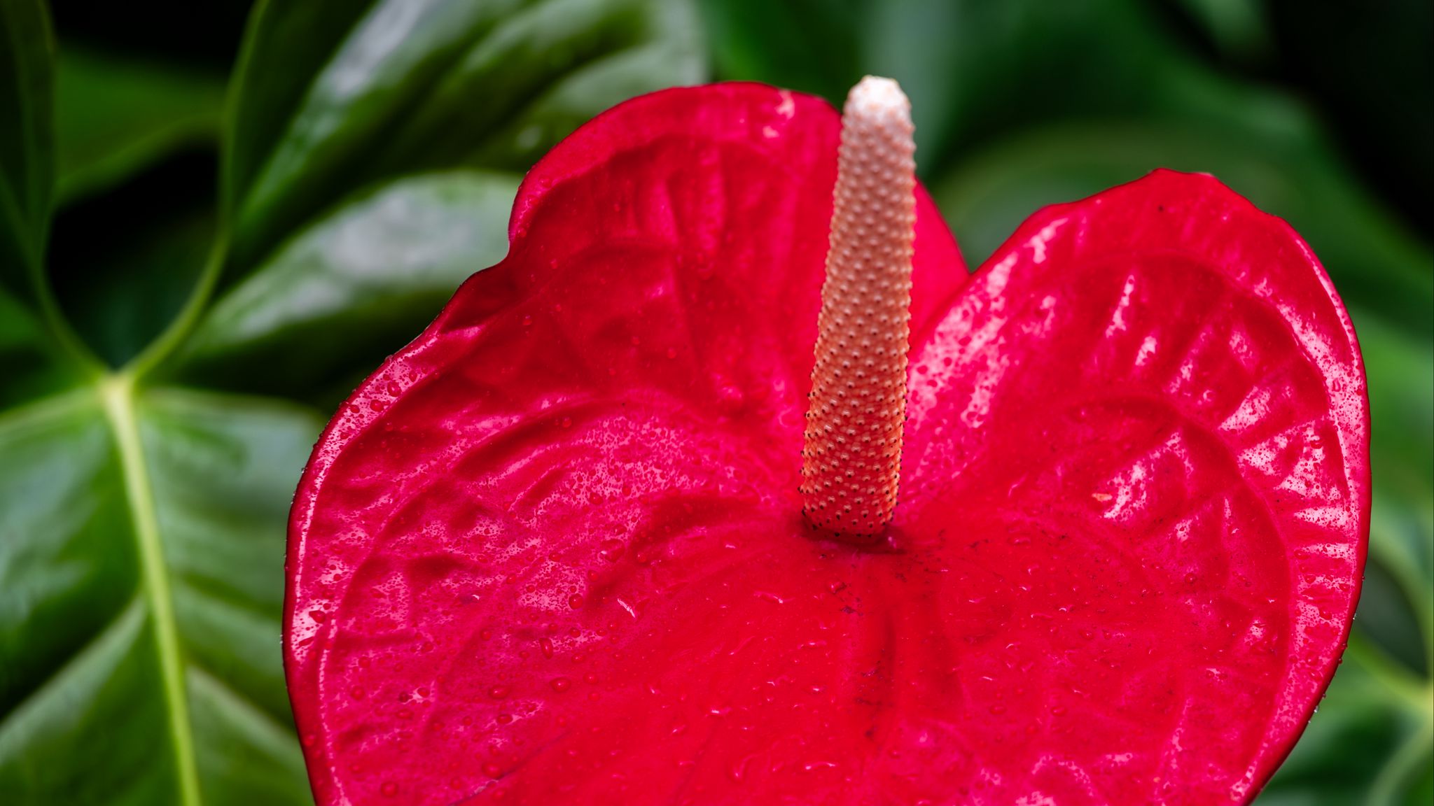 2048x1152 Wallpaper anthurium, flower, petal, leaves, plant, macro