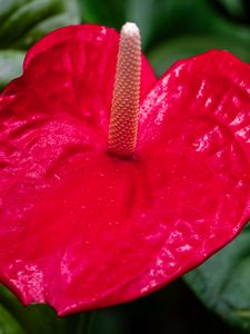 Preview wallpaper anthurium, flower, petal, leaves, plant, macro