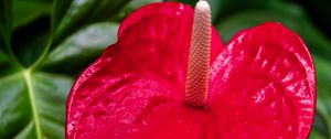 Preview wallpaper anthurium, flower, petal, leaves, plant, macro