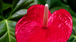 Preview wallpaper anthurium, flower, petal, leaves, plant, macro