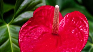 Preview wallpaper anthurium, flower, petal, leaves, plant, macro