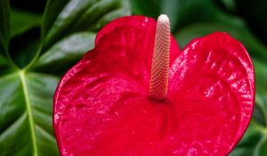 Preview wallpaper anthurium, flower, petal, leaves, plant, macro