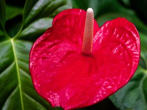 Preview wallpaper anthurium, flower, petal, leaves, plant, macro