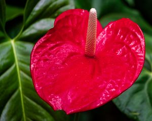 Preview wallpaper anthurium, flower, petal, leaves, plant, macro