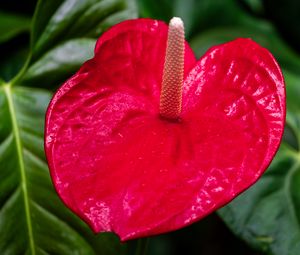 Preview wallpaper anthurium, flower, petal, leaves, plant, macro