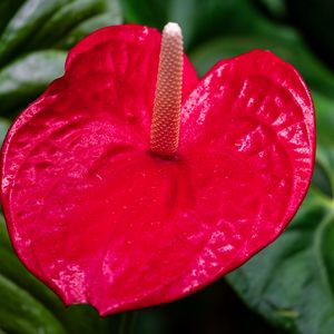 Preview wallpaper anthurium, flower, petal, leaves, plant, macro