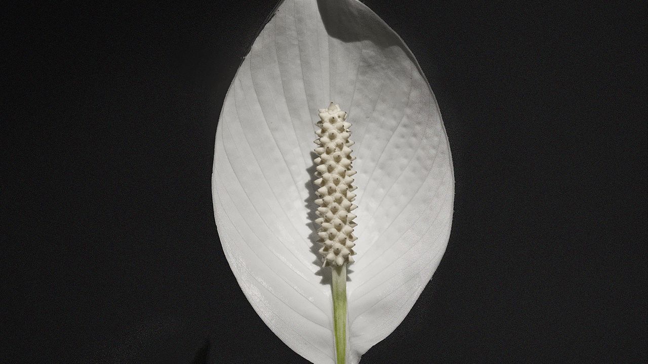 Wallpaper anthurium, flower, white, plant