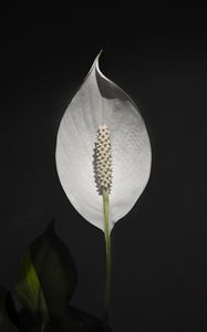 Preview wallpaper anthurium, flower, white, plant