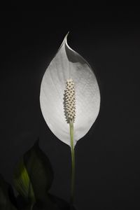 Preview wallpaper anthurium, flower, white, plant