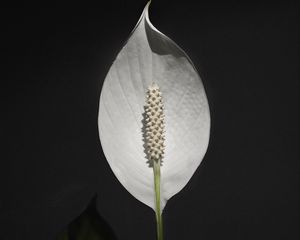 Preview wallpaper anthurium, flower, white, plant