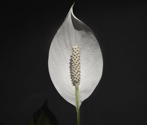 Preview wallpaper anthurium, flower, white, plant