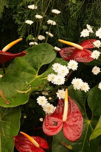 Preview wallpaper anthurium, flowers, chrysanthemums, leaves, needles, drops, water