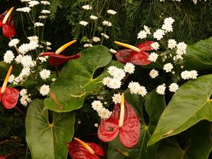 Preview wallpaper anthurium, flowers, chrysanthemums, leaves, needles, drops, water