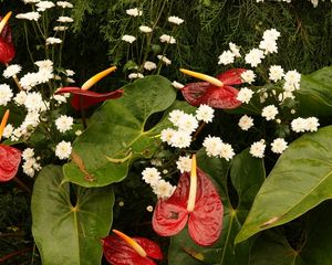 Preview wallpaper anthurium, flowers, chrysanthemums, leaves, needles, drops, water