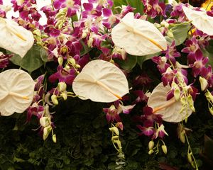 Preview wallpaper anthurium, flowers, herbs, assorted