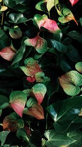Preview wallpaper anthurium, flowers, leaves, veins, plant