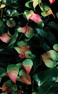 Preview wallpaper anthurium, flowers, leaves, veins, plant