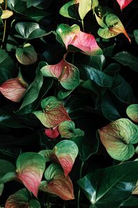 Preview wallpaper anthurium, flowers, leaves, veins, plant