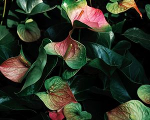 Preview wallpaper anthurium, flowers, leaves, veins, plant