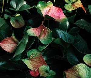 Preview wallpaper anthurium, flowers, leaves, veins, plant