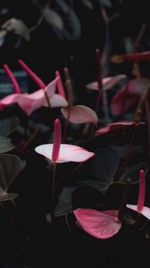 Preview wallpaper anthurium, flowers, pink, bloom, plant