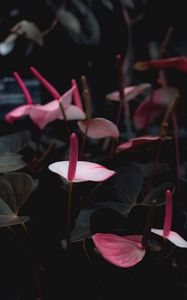 Preview wallpaper anthurium, flowers, pink, bloom, plant