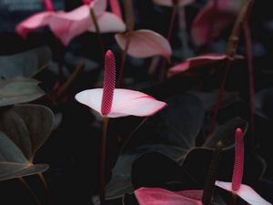 Preview wallpaper anthurium, flowers, pink, bloom, plant