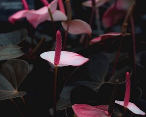 Preview wallpaper anthurium, flowers, pink, bloom, plant