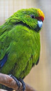 Preview wallpaper antipodes parakeet, parrot, bird, green