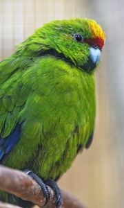 Preview wallpaper antipodes parakeet, parrot, bird, green