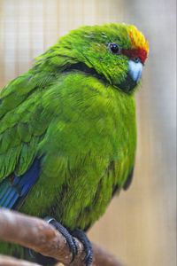 Preview wallpaper antipodes parakeet, parrot, bird, green