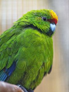 Preview wallpaper antipodes parakeet, parrot, bird, green