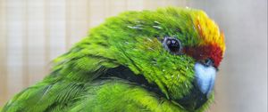 Preview wallpaper antipodes parakeet, parrot, bird, green