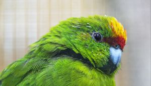 Preview wallpaper antipodes parakeet, parrot, bird, green