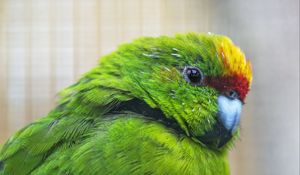 Preview wallpaper antipodes parakeet, parrot, bird, green