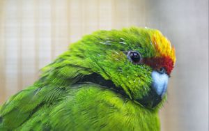 Preview wallpaper antipodes parakeet, parrot, bird, green