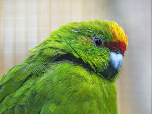 Preview wallpaper antipodes parakeet, parrot, bird, green