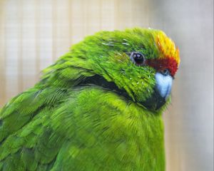 Preview wallpaper antipodes parakeet, parrot, bird, green