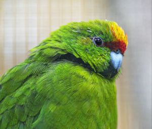 Preview wallpaper antipodes parakeet, parrot, bird, green