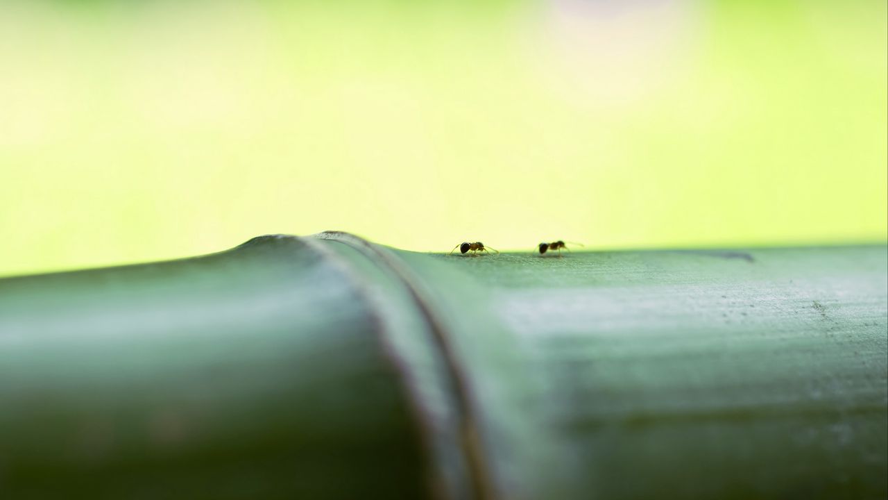 Wallpaper ants, bamboo, macro
