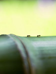 Preview wallpaper ants, bamboo, macro