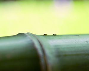 Preview wallpaper ants, bamboo, macro