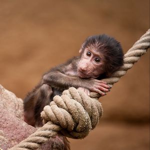 Preview wallpaper ape, monkey, rope