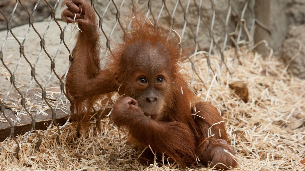 Wallpaper ape, small, hay, net