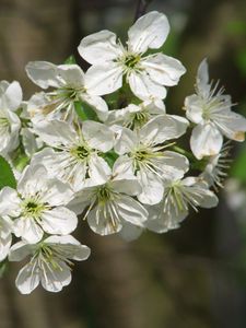 Preview wallpaper apple, blossom, spring