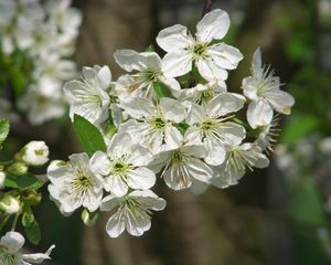 Preview wallpaper apple, blossom, spring