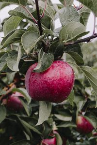 Preview wallpaper apple, branch, drops