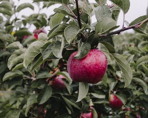 Preview wallpaper apple, branch, drops