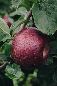 Preview wallpaper apple, branch, drops